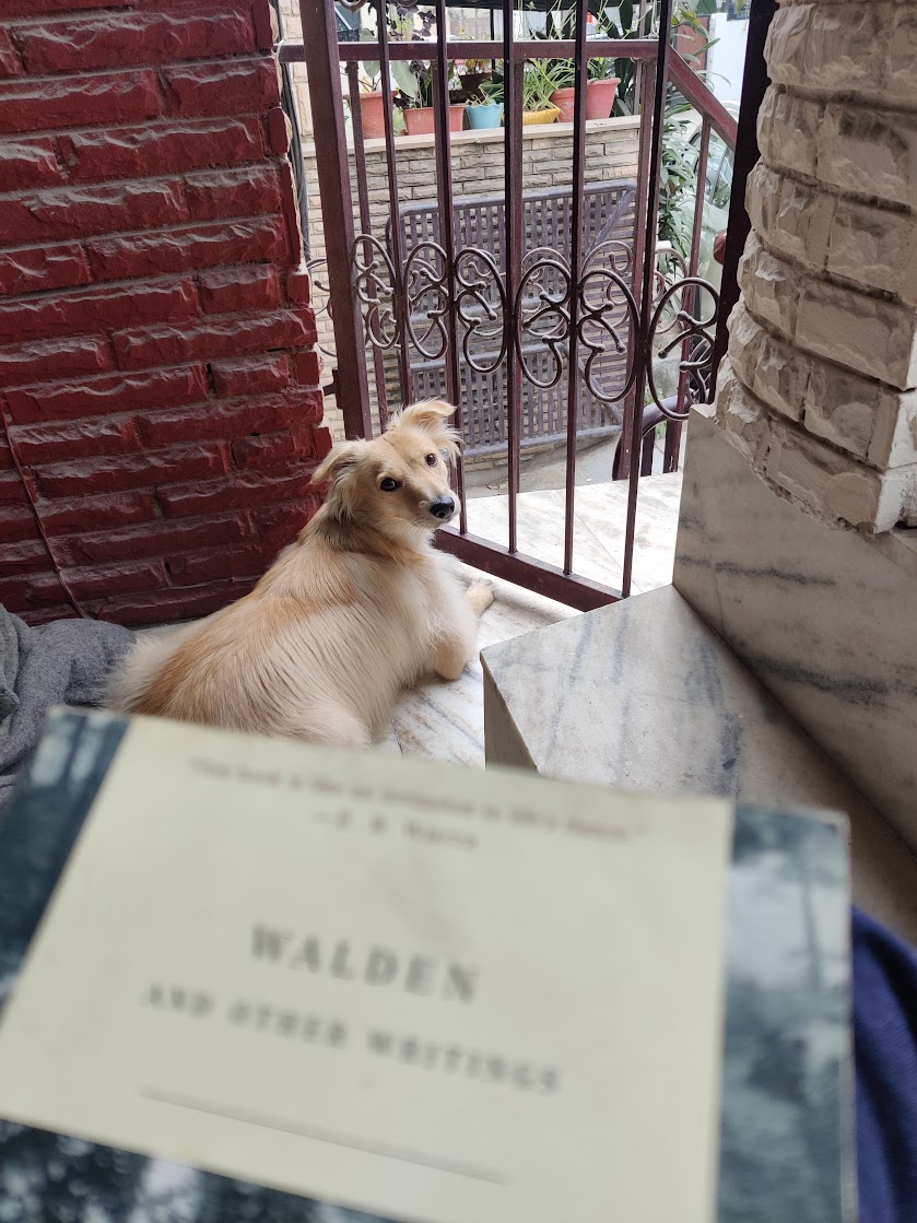 Cookie watching me read in the balcony