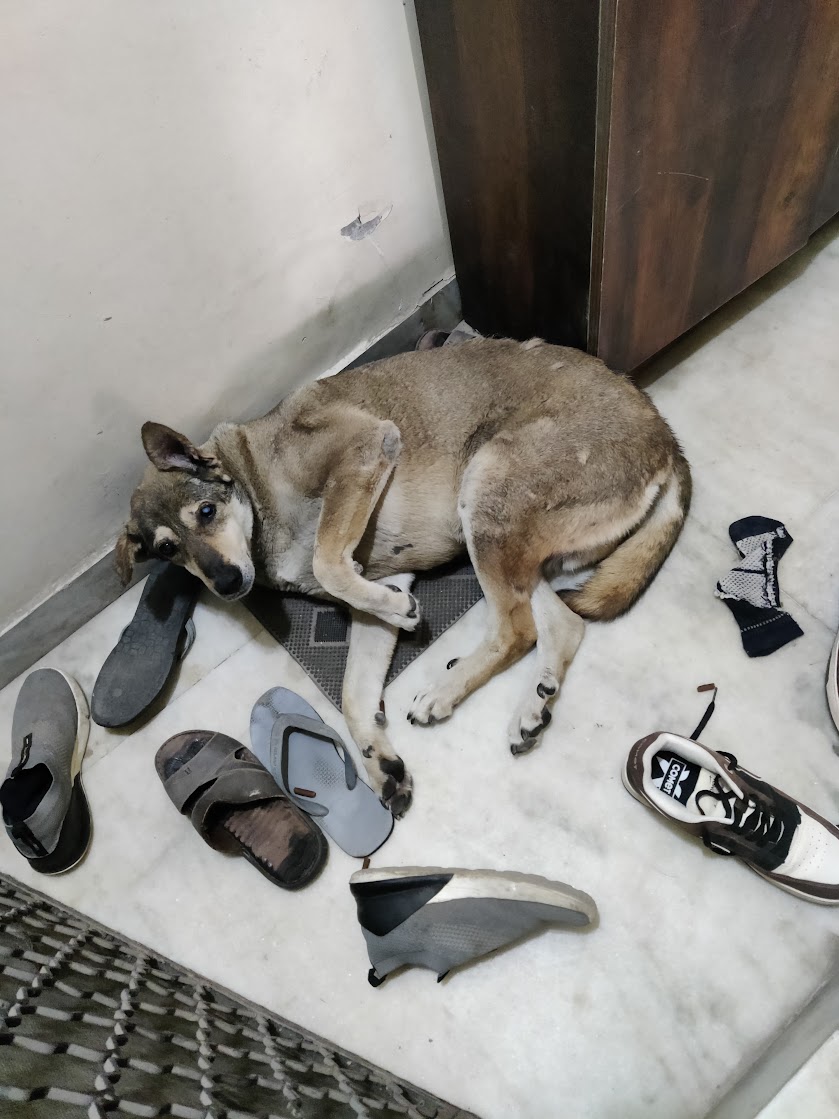 Peru besieging my front door